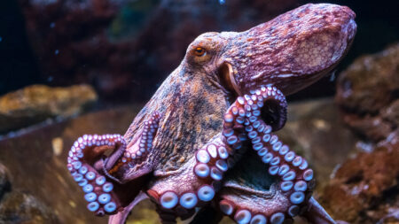 Smart Octopus.jpg