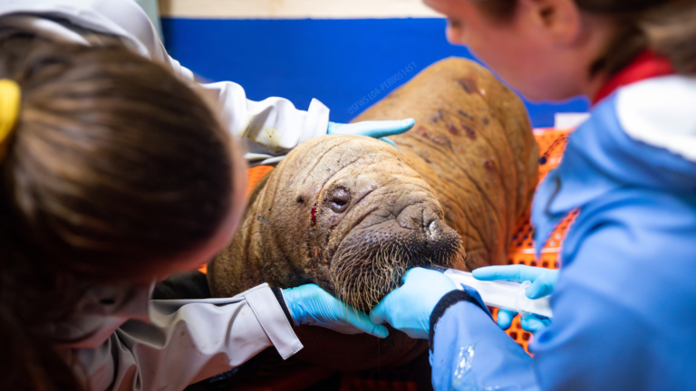 Walrus Calf.png