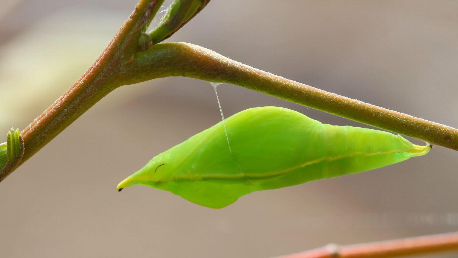 Chrysalis Tree.jpg