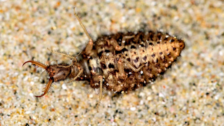 Antlion Larvae.png