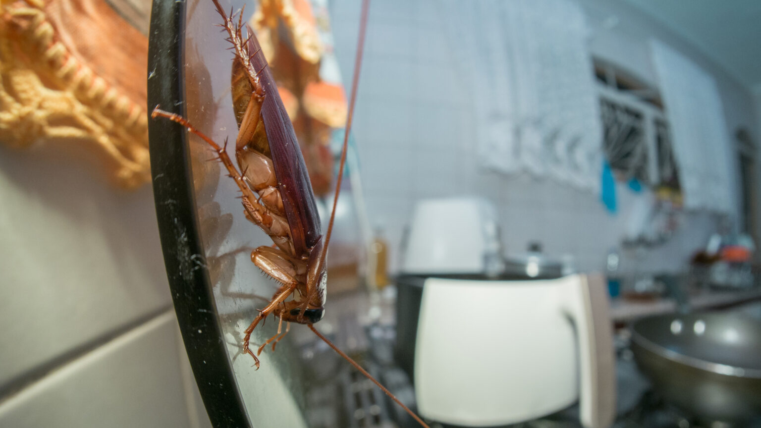 Cockroach.jpg