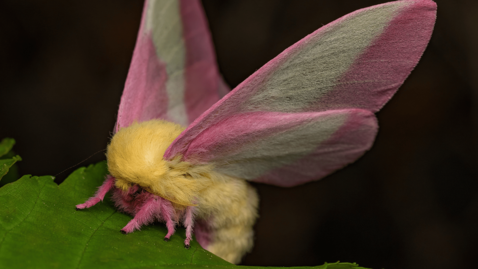 Rosy Maple Moth.png