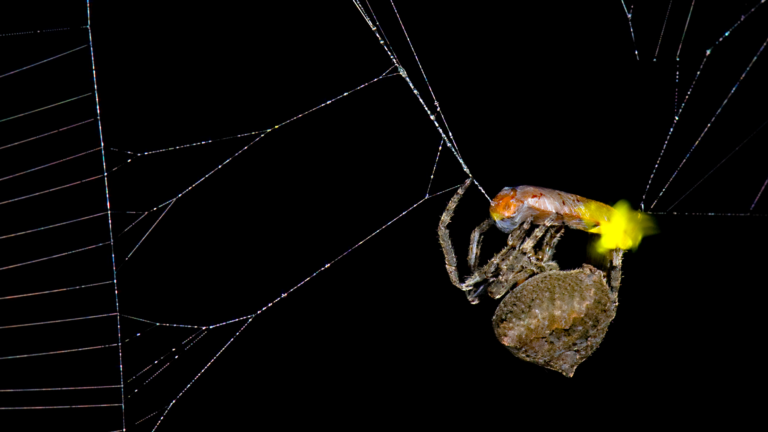 Spider Firefly Web.png