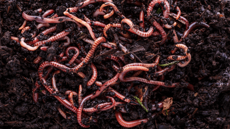 Worms Soil.png