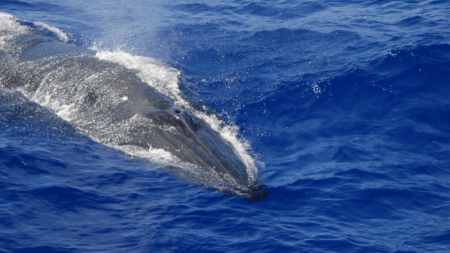 Brydes Whale.png