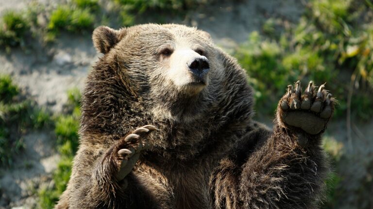 Grizzly Quebec.jpg