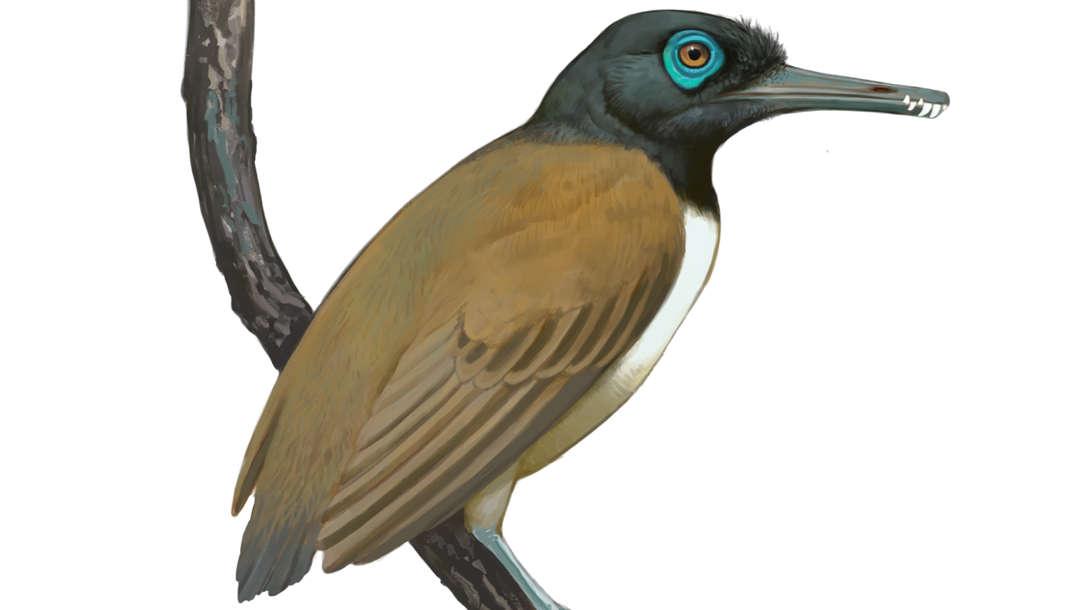 Longipteryx Illustration.png