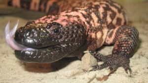 Gila Monster.jpg