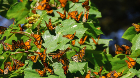 Monarch Butterfly Group.png