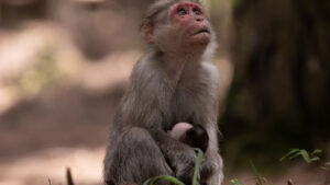 Monkey In Grief Dead Infant.jpg