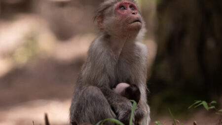 Monkey In Grief Dead Infant.jpg