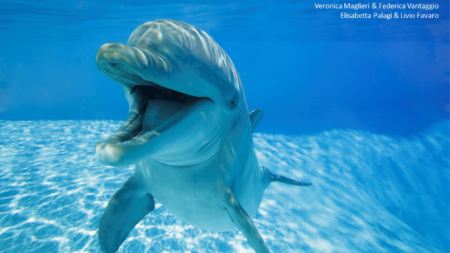 Open Mouth Dolphin.png