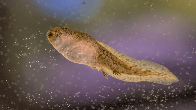 Tadpole.png