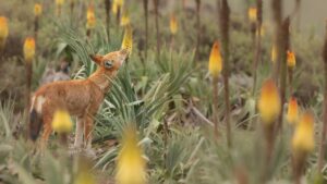 Ethiopian Wolf Nectar.jpg