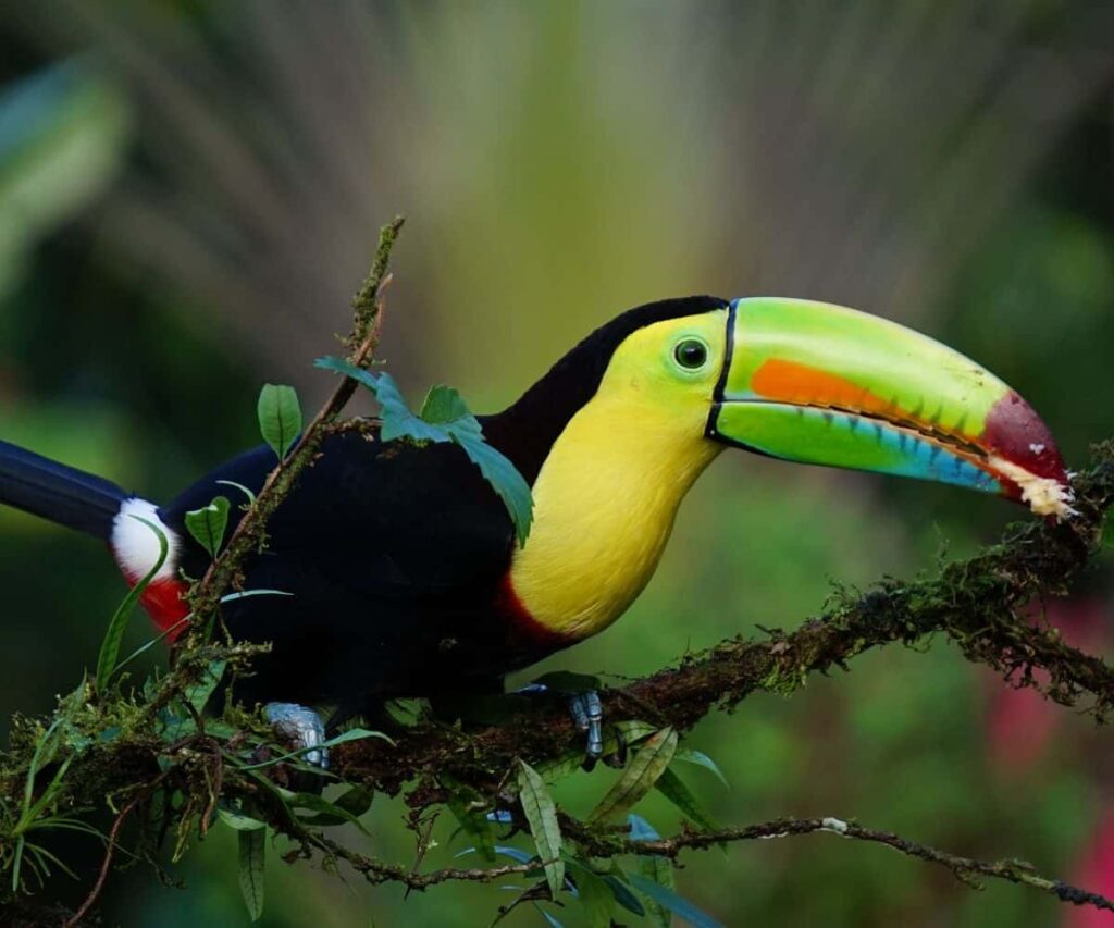 Keel Billed Toucan Costa Rica.jpg