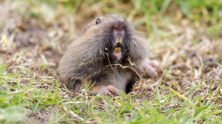 Pocket Gopher.jpg