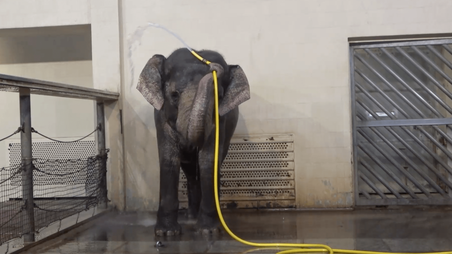 Elephant Hose.png