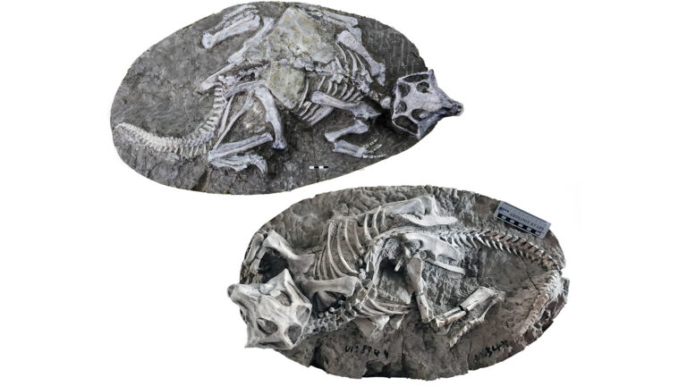 Fossils.jpg