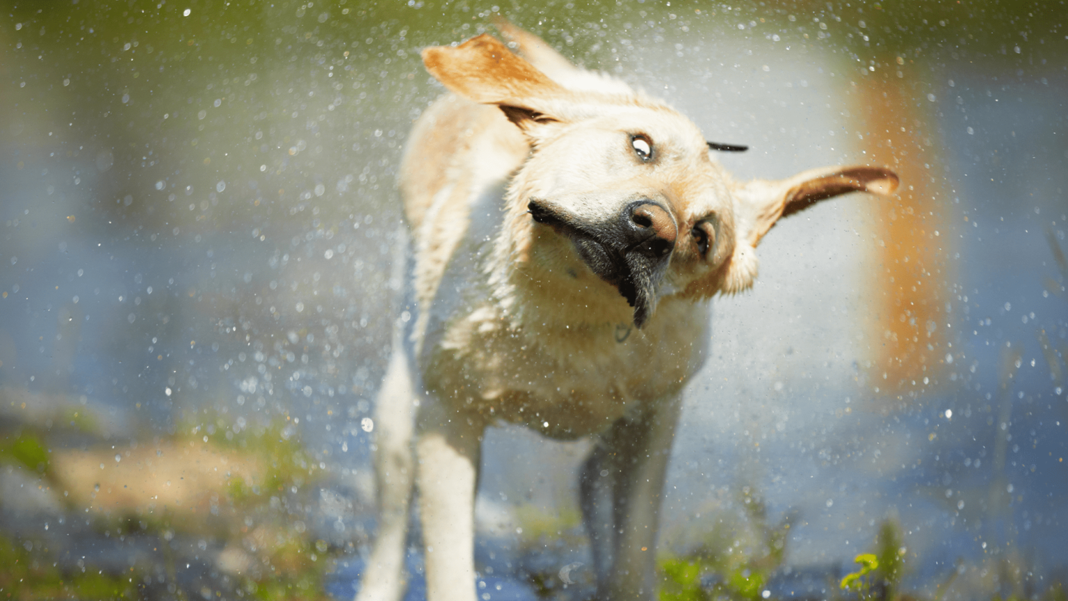 Wet Dog Shakes.png