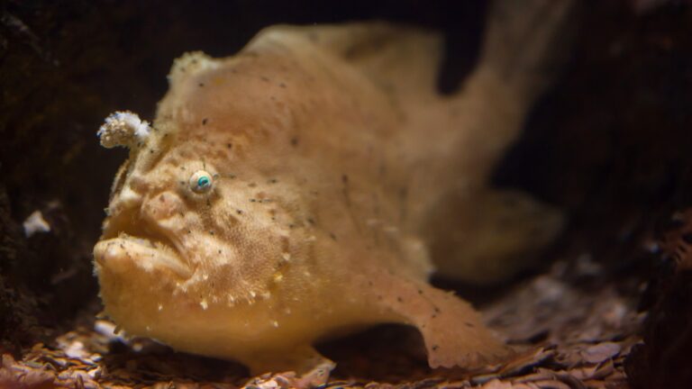 Frogfish.jpg