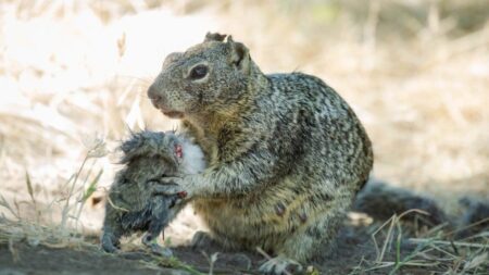 Squirrel1 1152x648.jpg