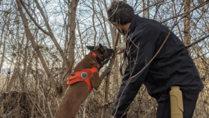 Dog Sniffing Lanternfly.png