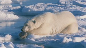 Polar Bear Ice.png