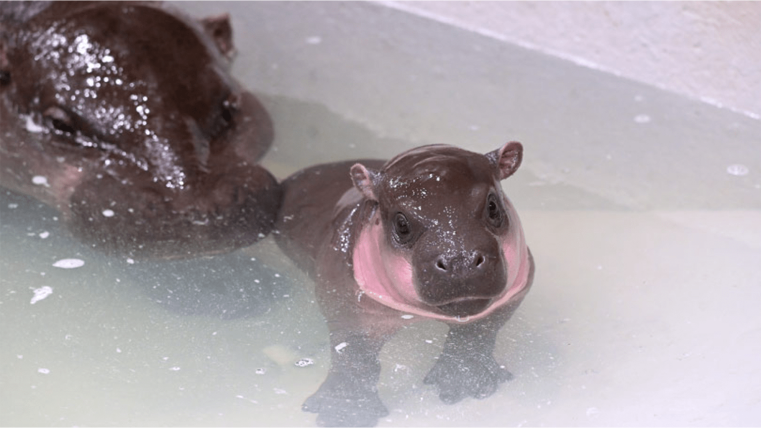 Poppy Pygmy Hippo.png