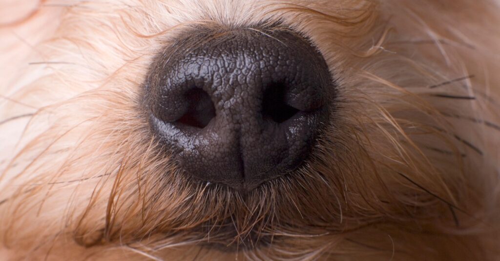 Science Dog Gettyimages 200381799 001.jpg