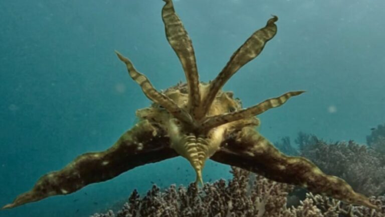 Cuttletop 1152x648.jpg