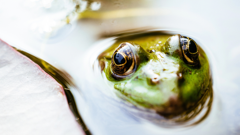 Frog in water.png