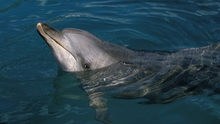 Atlantic spotted dolphin.jpg