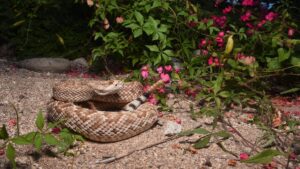 Rattlesnake gulf california.jpg