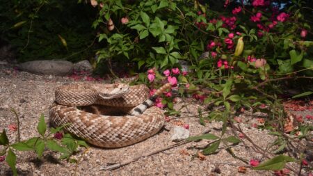 Rattlesnake gulf california.jpg