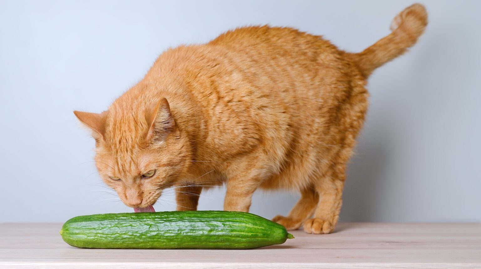 Are cats afriad of cucumbers.jpg