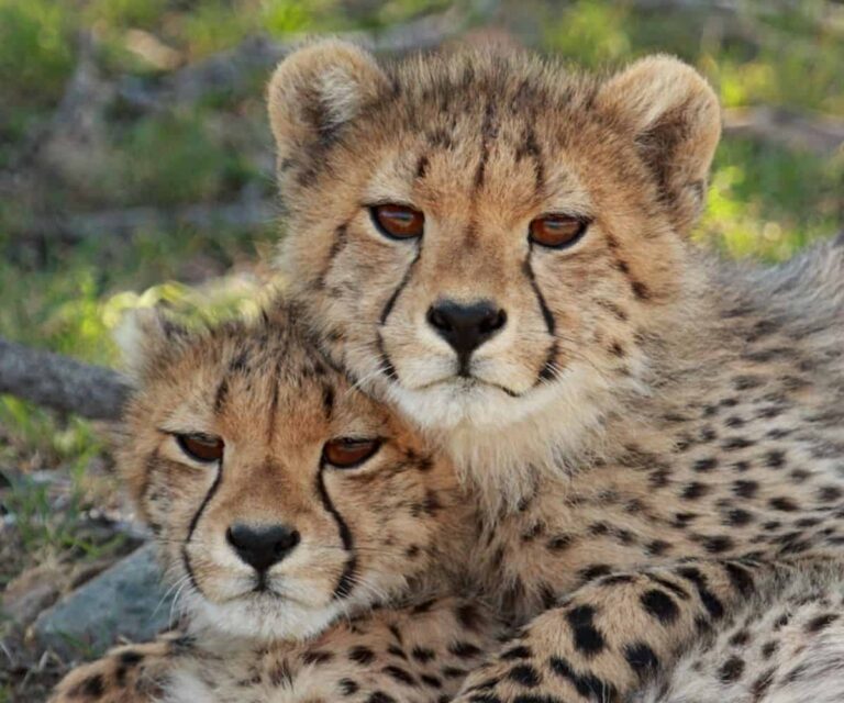 Cheetah cubs pair samara karoo south africa.jpg