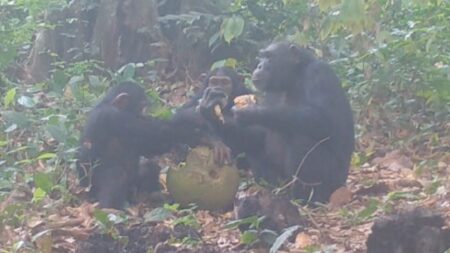 Chimp1 1152x648.jpg