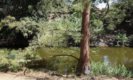 Cypress tree 1080x648.jpg