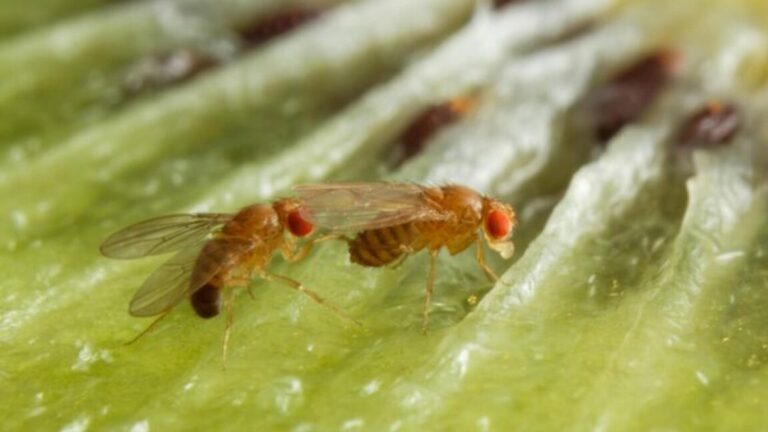 Drunkfly1 1152x648.jpg