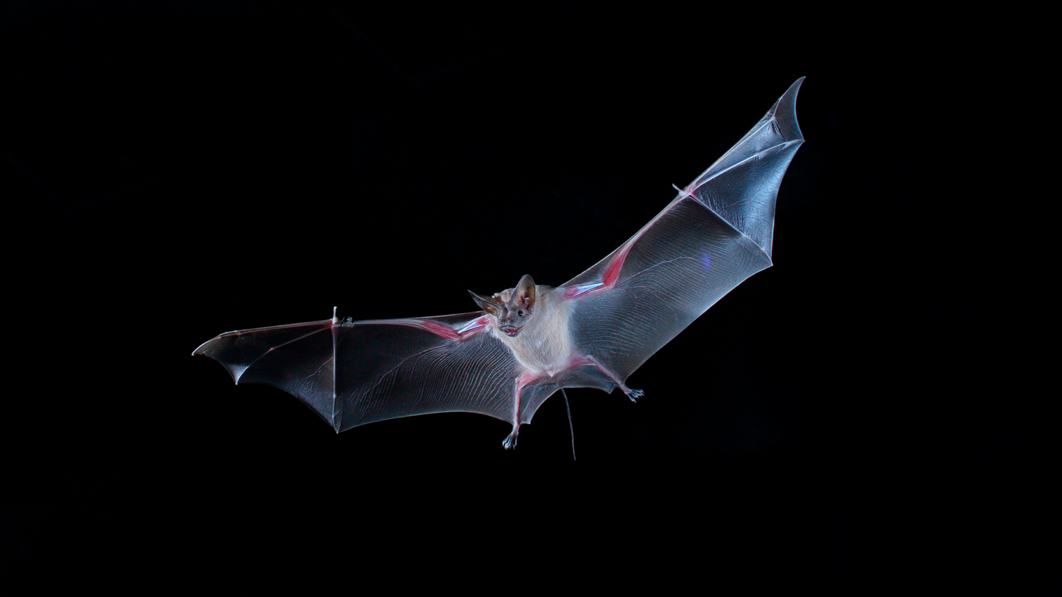 Flying bat.png