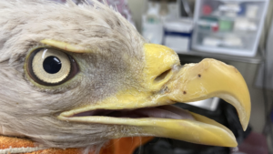 Healing eagle beak.png