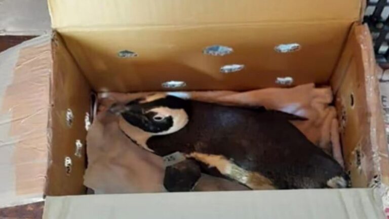 Penguin in a cardboard box.jpg